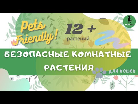 ТОП — 12 Безопасных Комнатных Растений для Кошек (Одобрено ASPCA). Их Не Стоит Бояться!