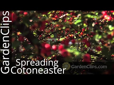 Video: Cotoneaster horizontal with bright red fruits