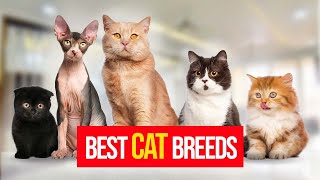 10 Cat Breeds Best Suited For FIRST Time Cat Owners