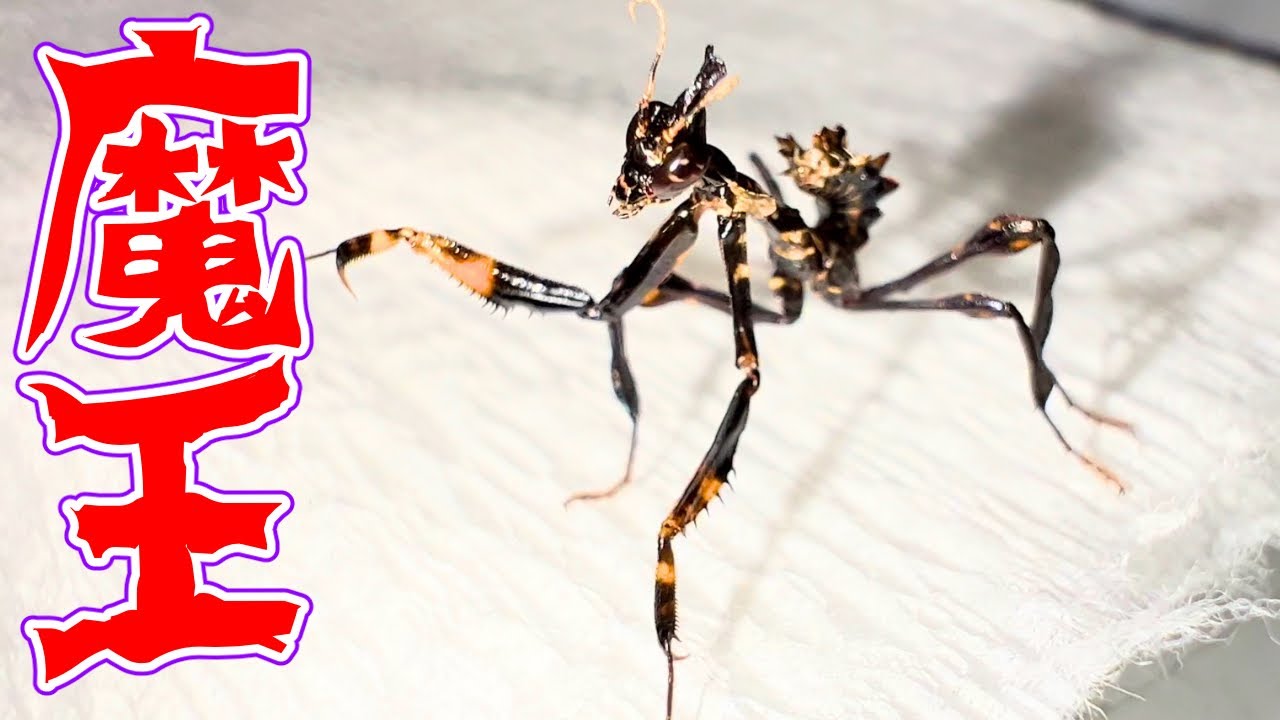 禍々しいカマキリに再挑戦します - YouTube