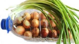 СУПЕР УРОЖАЙНЫЙ СПОСОБ ВЫРАЩИВАНИЯ ЛУКА В БУТЫЛКАХ БЕЗ ЗЕМЛИ ! СУПЕР УРОЖАЙНЫЙ СПОСОБ ВЫРАЩИВАНИЯ ЛУКА В БУТЫЛКАХ БЕЗ ЗЕМЛИ !