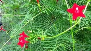 Cypress Vine (Ipomoea quamoclit), Lisa