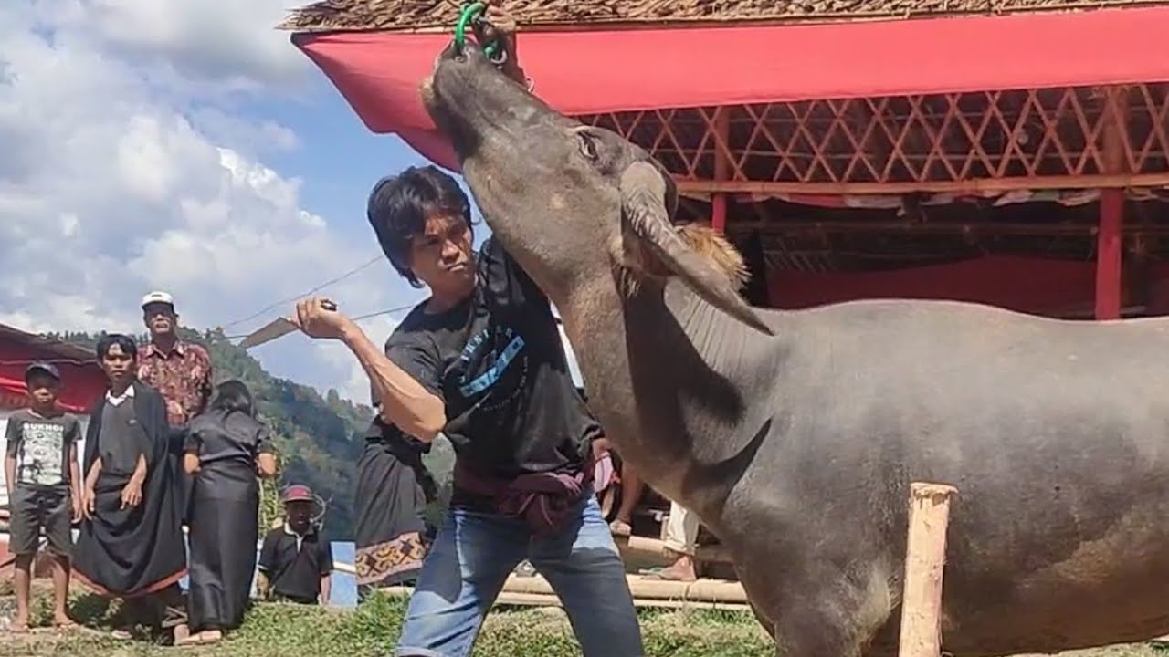 Kerbau Kebal tidak bisa di Tebas dengan Pisau tajam