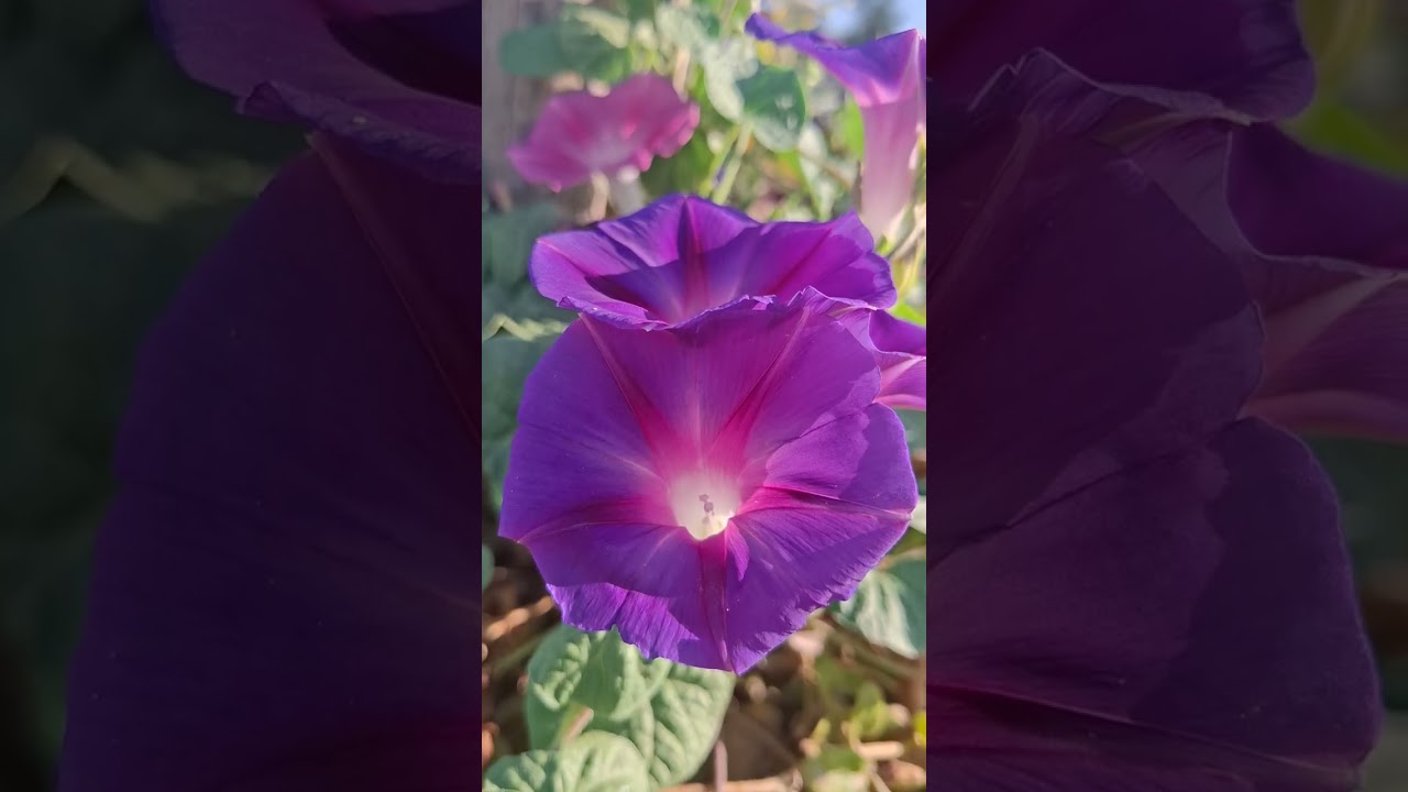 متسلق مجد الصباح 