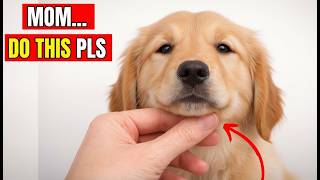 Celebrity Why Your Dog Doesn’t Fully Trust You (Shocking Truth) Net Worth