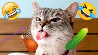 New funny animals video 2023| Cats and dogs funny video| funniest animals planet|funny animals 🐶😺 by The budgie birds 56 views 3 months ago 3 minutes, 3 seconds