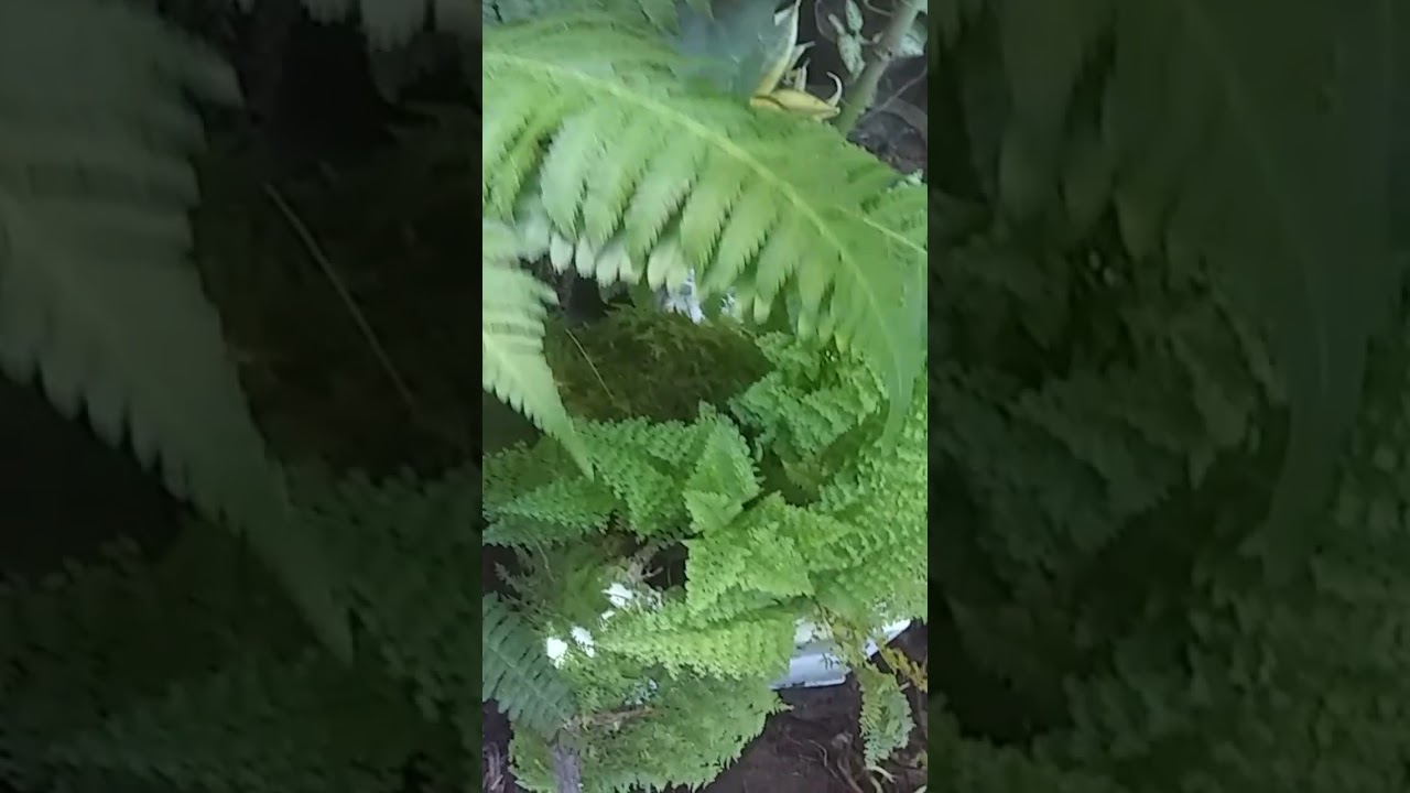 3 tipos diferentes de samambaia🌿
