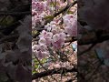 Early Sakura at Ueno Park, Tokyo on March 8th, 2024 #sakura #kawazuzakura #uenopark #tokyo