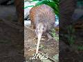 2023 kiwi bird v/s 5000 bce kiwi bird #viral #shortvideo