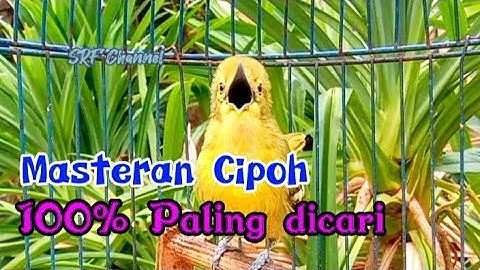 Suara Cipoh Sirtu gacor dorrr mantap buat masteran full variasi alam#sirtugacor @srfchannel3881