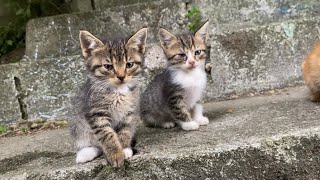 Little cute Kittens living on the street. These Kittens are so beautiful.