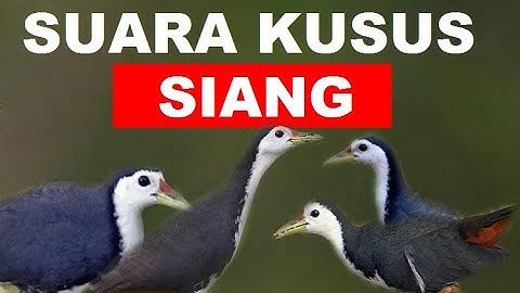 Suara pikat ruak siang hari  | waterhen sound | night bird sound | voice chim quock 70
