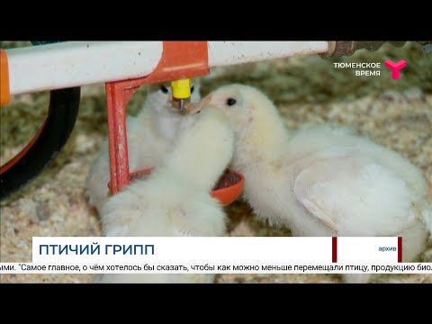 Птичий грипп в