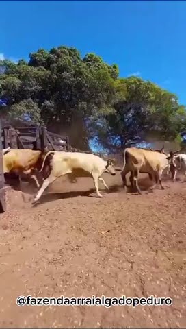 Tudo na roça é lindo. - Boiadeiro errante desse Brasil afora Tocar boiada é  o que mais adora Leva sua vida montado num burrão Com lindo arreio muito  bem encilhado Na garupa