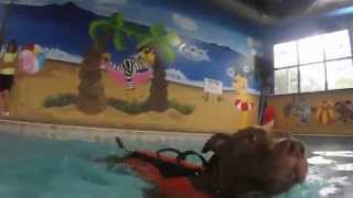 Dracarys The Pit Bull Pup Swimming Session 2