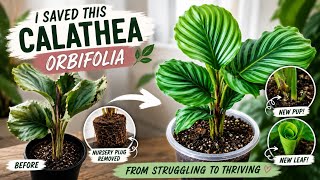 🏆 Can This Calathea Be Saved? | Calathea Orbifolia Rescue & Repot