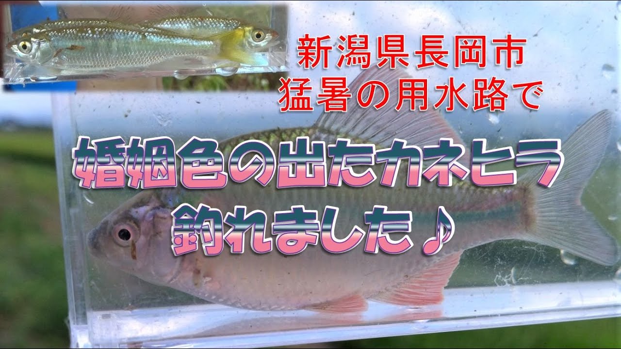 猛暑ですがタナゴ釣り！ It