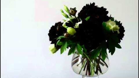 Ida Laila - Bunga Dahlia