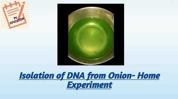 Isolation of DNA from onion I Home Experiment