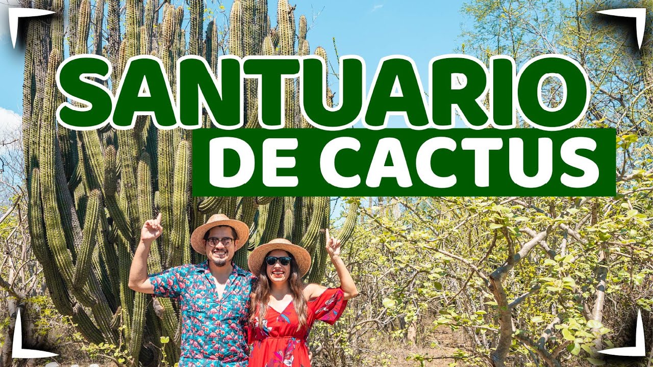 BCS alberga el único parque natural de cactáceas en México - El  Sudcaliforniano