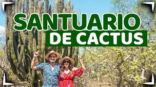 We rub Cactus in the Desert 🤣🌵 Baja California Sur ✅ Sanctuary 15 min from El Triunfo ► Sin Postal