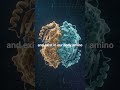 protein and amino acid