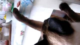 А вашей кошке слабо? А вашей кошке слабо?