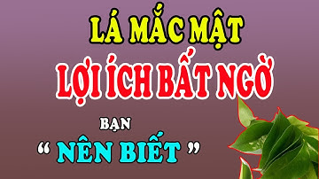 Lá Mắc Mật Có Tác Dụng Và Công Dụng Gì Cho Sức Khỏe - Sức Khỏe Và Đời Sống
