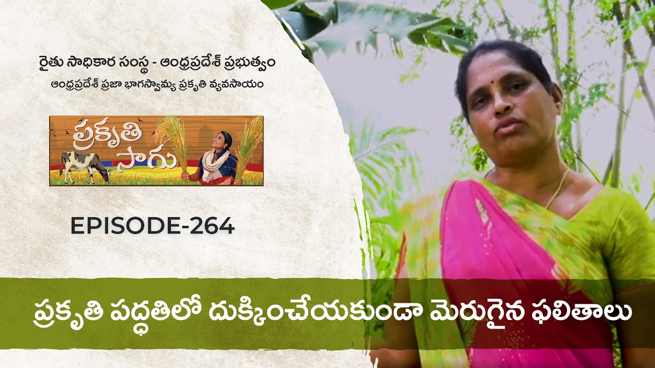 E264 | ప్రకృతి పద్ధతిలో దుక్కించేయకుండా మెరుగైన ఫలితాలు | కానల మాధవి | కడప జిల్లా