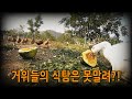 #255.#거위들의 식탐은 못말려. #감자고구마치즈빵, #거위, #닭, #오리, #고양이