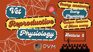 Ovary Structure, Function &amp; Mare Ovary Features [CC] | Veterinary Reproductive Physiology | VetCare🐾