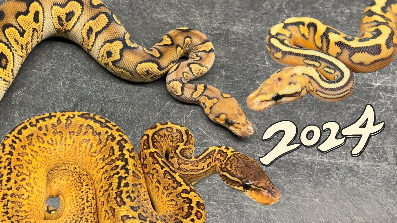 New Year Update: Favourite Holdbacks of the Season