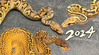 New Year Update: Favourite Holdbacks of the Season Profile