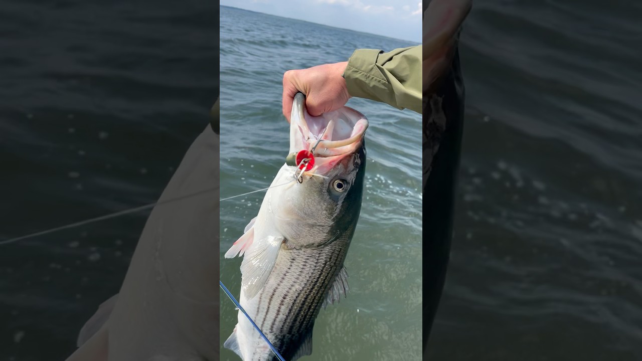 Topwater Striped Bass!