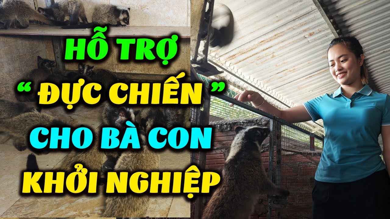 Trại Chồn Mốc Giống Đầu Tiên Hỗ Trợ Con Chồn Chiến Cho Bà Con Khởi ...
