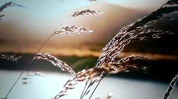آيات بينات من سورة الجمعة بصوت الراقي محمد وكيل||جمعة مباركة 🥰