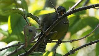 1080322南投杉林溪俗稱藪鳥的黃胸藪眉(Liocichla steerii)鳴唱