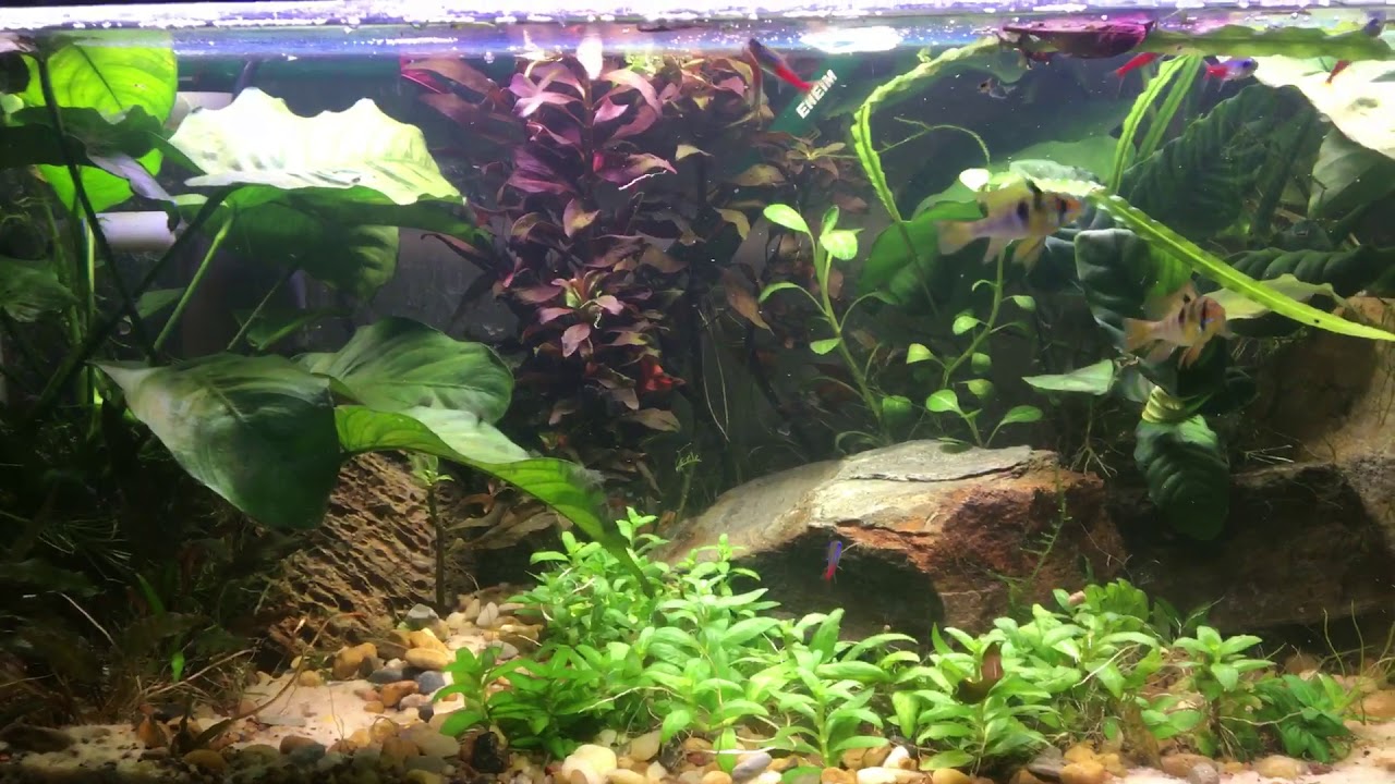 neon tetras lifespan 20 Gallon German Ram Tank