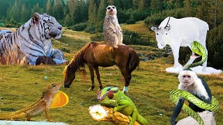 Beautiful Wild Kingdom Real Sounds &amp; Relaxing Nature | Part 13