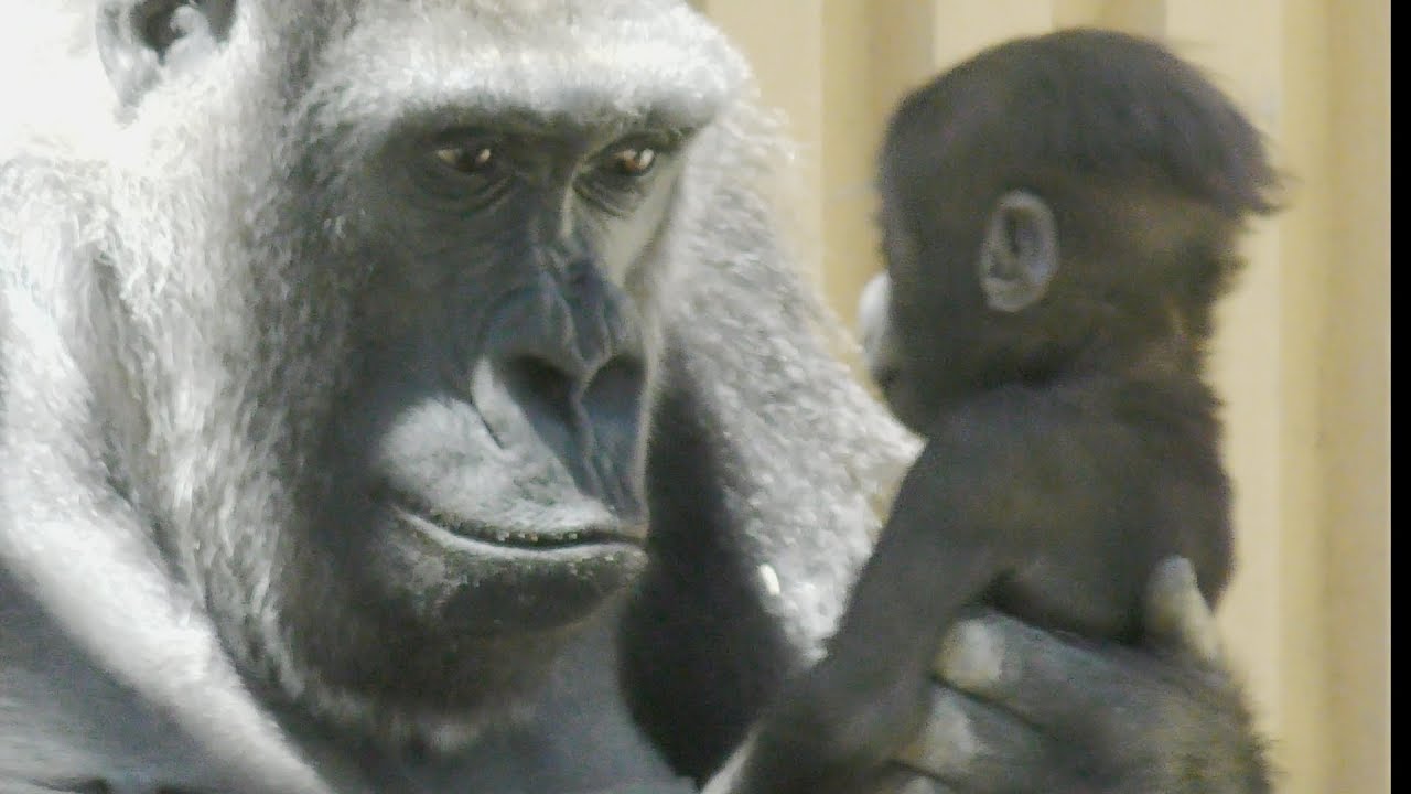 キンタロウの成長記録#29(141日目)ママの見つめる目💗[Kyoto Zoo] Kintaro's growth record # 29 (141 days) Mom's staring eyes