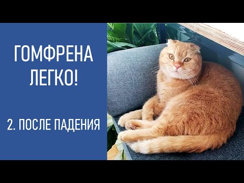 ГОМФРЕНА - ЛЕГКО! Падение после всходов