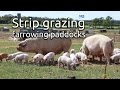 Strip grazing farrowing paddocks