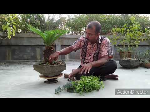 ভিডিও: কারমোনা বনসাই: বাড়িতে আপনার চা গাছের বনসাইয়ের যত্ন নেওয়া। প্রস্ফুটিত কারমোনার পাতা ঝরে গেলে কী করবেন? কিভাবে আলো নির্বাচন করবেন?