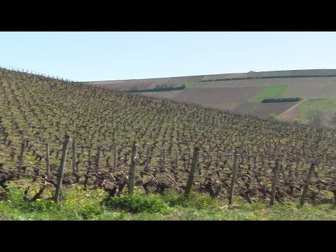 Coronavirus : l'activité économique des vignerons de Sancerre