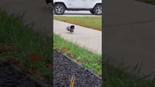 Miniature Dachshund Puppy in a Tweed Sweater