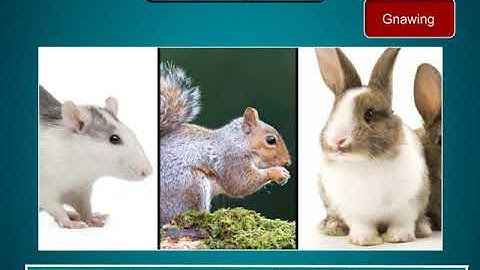 Incredible Science Class 3-Chapter 1-Page Number 9