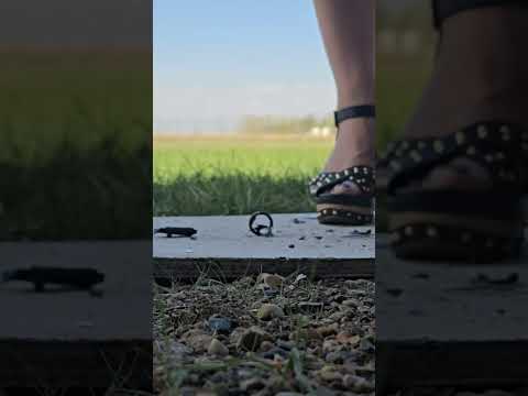 Model car tire stomp. #crushexperiment #asmrcrush #asmrcrunch #crushtest #wedgesandals #Pebbles
