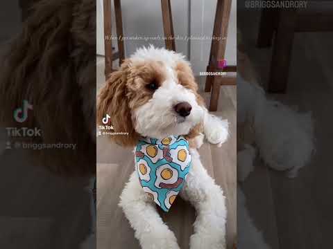 วีดีโอ: Bandanas for Dogs - ทำง่าย