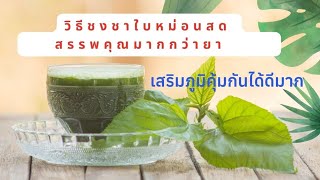 สูตรชาใบหม่อนสดช่วยลดไขมันในเลือดชงยังไงให้ได้รสชาติอร่อยสมุนไพร poonsapgreen