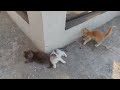 Rescued orange kitten loves to tease his adopted siblings and play with them